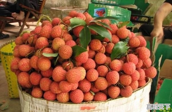 茂名高州马贵镇天气预报 - 真时天下