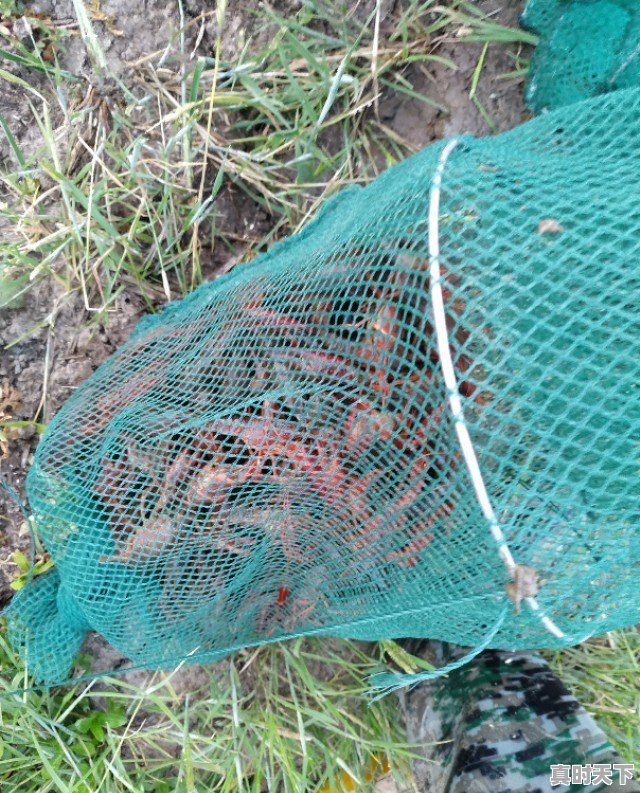 今日杭州小龙虾行情价格表 - 真时天下