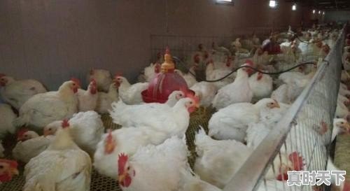 毛鸡跌破5元,一只鸡亏损2元,鸡苗涨破6元,到底咋回事 - 真时天下