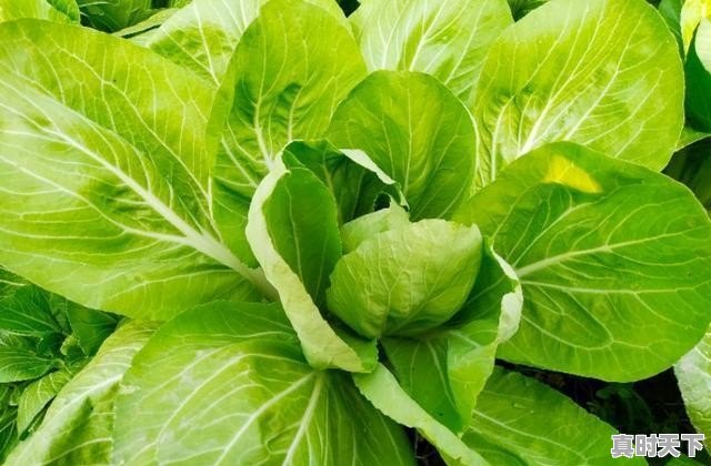 嘎牙子鱼学名是什么 - 真时天下