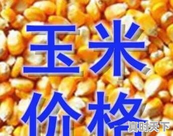 专家预测今日玉米价格最新消息 - 真时天下