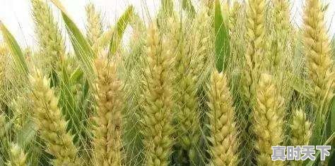 农村老话说“麦稍黄,女瞧娘”,麦稍黄了为啥要回去瞧娘 - 真时天下