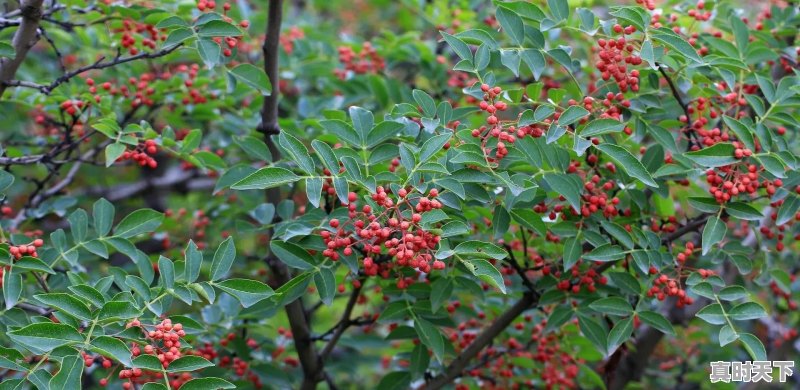 家有五亩良田,想种花椒树,如何管理,多久能回本 - 真时天下