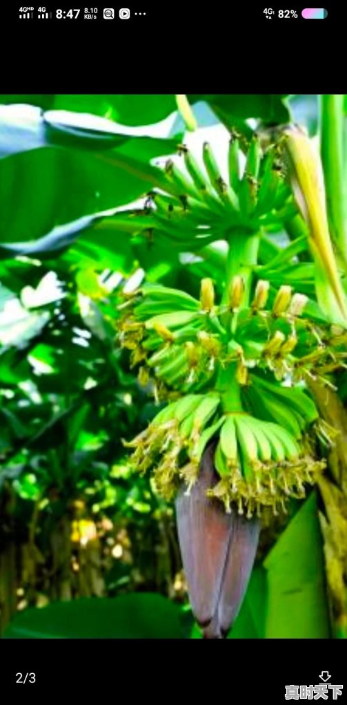 今日香焦市场价格行情 - 真时天下