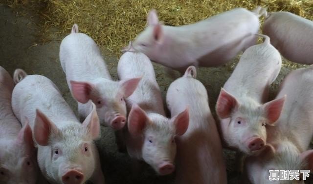 生猪今日价格5月10日走势 - 真时天下