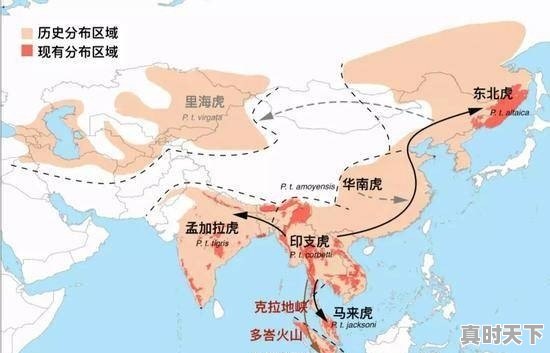 为什么内蒙古大草原没有老虎生活 - 真时天下