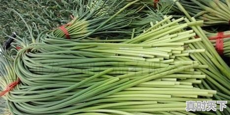 今日沛县蒜苔价格行情走势 - 真时天下