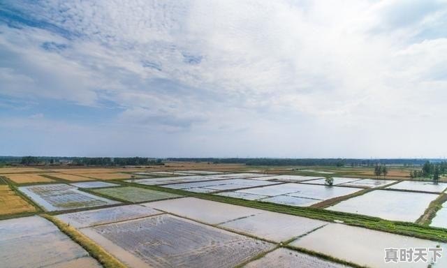 小龙虾批发多少钱一斤 - 真时天下