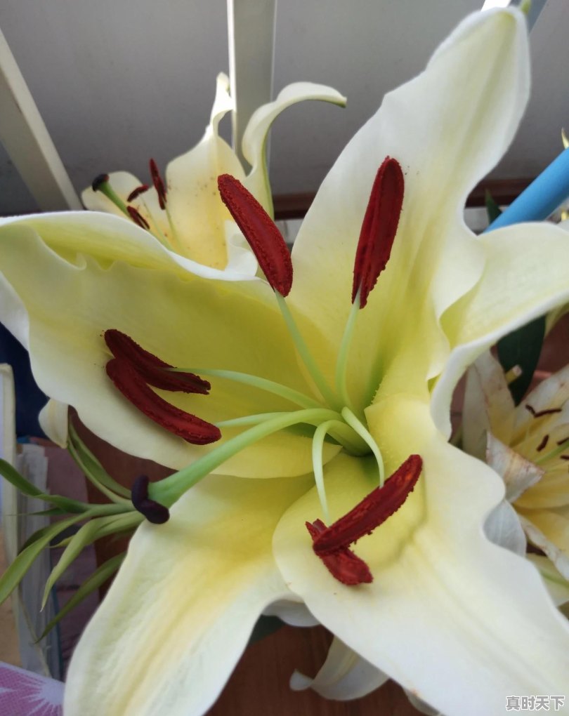 今日头条多出租收费 - 真时天下