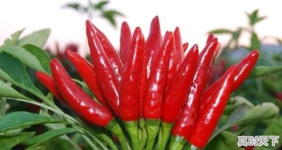 今日美国红辣椒价格走势图 - 真时天下