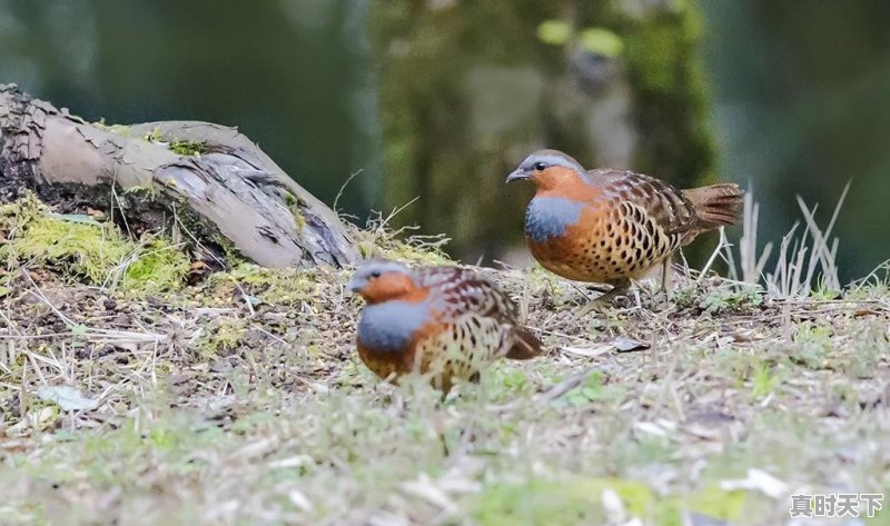 抓竹鸡什么天气最好抓 - 真时天下