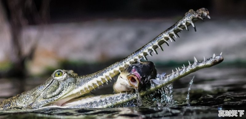 大蛇成蟒，大蟒成蚺，大蚺成蛟，大蛟成龙是真的吗 - 真时天下