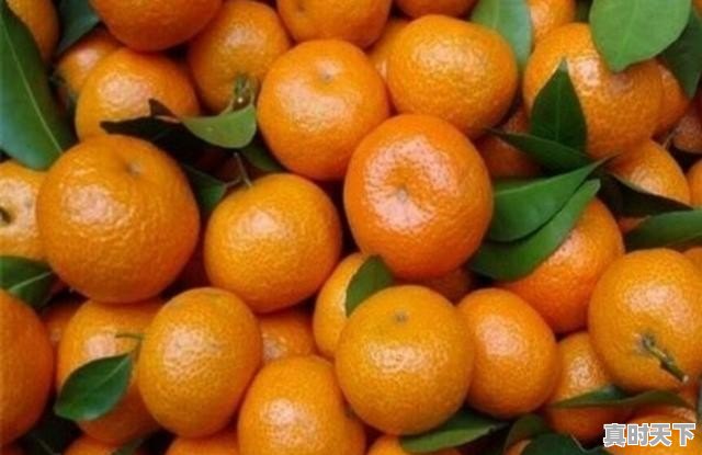挂果沙糖桔管理技术 - 真时天下