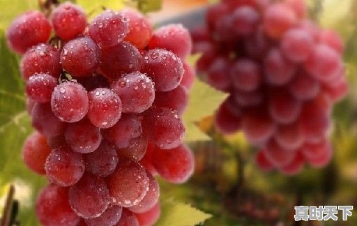 天一热就头晕是怎么回事 - 真时天下