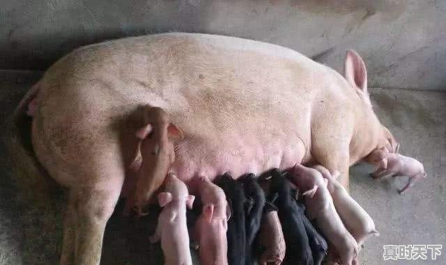 广元猪价昭化今日价格 - 真时天下