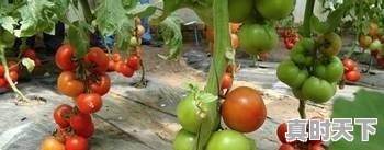 农村玉米9毛一斤,一亩地到底能收入多少,农民光靠种地能行吗 - 真时天下