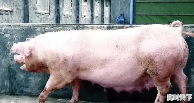 今日河北焦作猪肉价格走势 - 真时天下