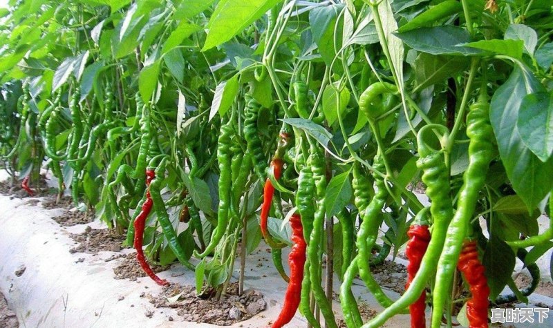 芸豆今日市场价格走势图 - 真时天下