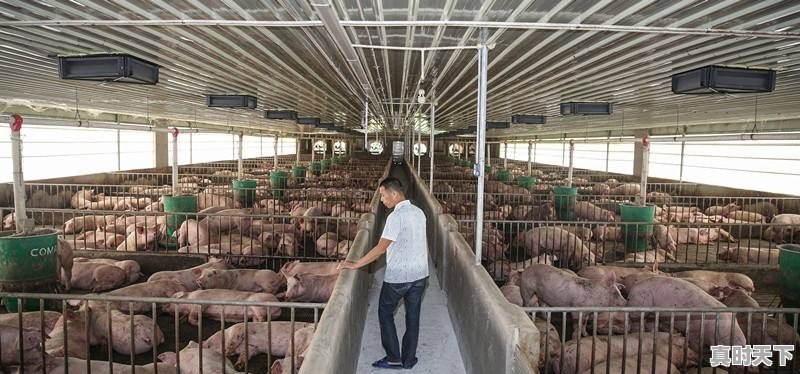 今日生猪价格3月9日是多少 - 真时天下