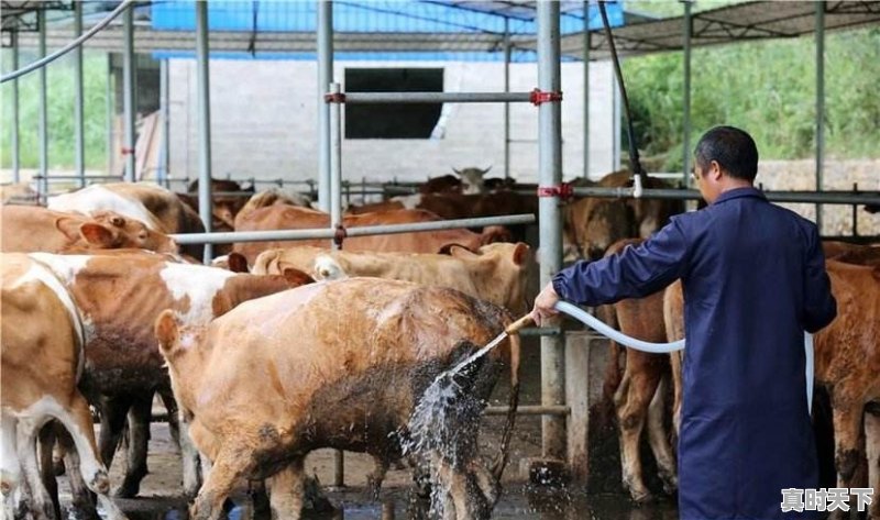 今日河北育肥牛价格行情走势 - 真时天下