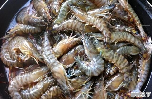 基围虾价格今日价 - 真时天下