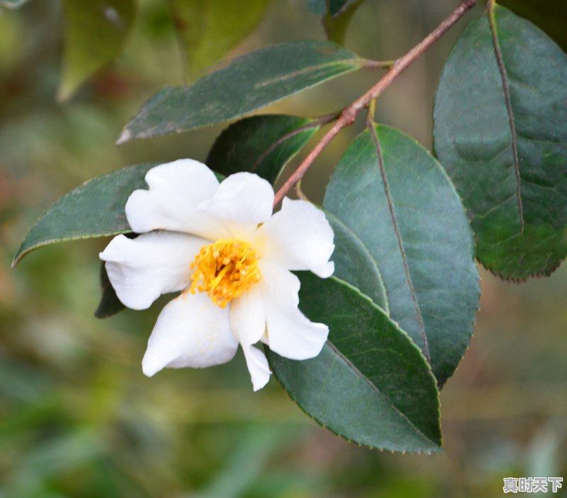 测天气的植物有哪些 - 真时天下