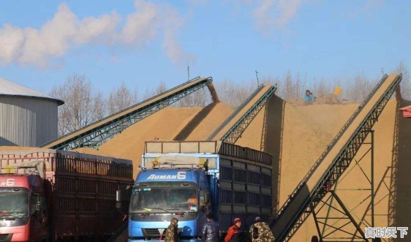 福州今日生鸡价格行情 - 真时天下