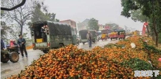 今日最新广西柑橘价格行情走势 - 真时天下
