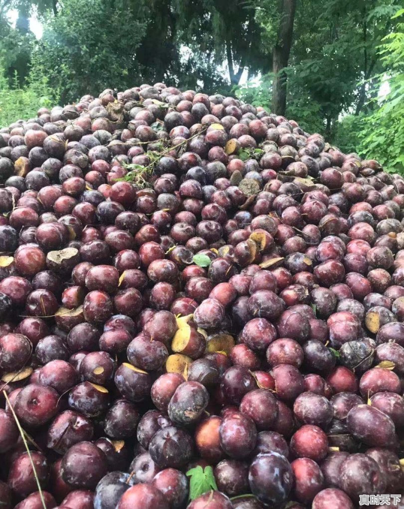 陕西黑布林李子滞销,掉在地里烂掉,可城里人却说吃不起,这是为啥 - 真时天下