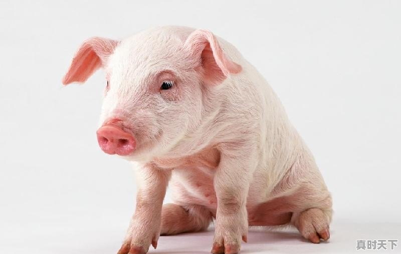 今日猪肉价格行情怎样查询 - 真时天下