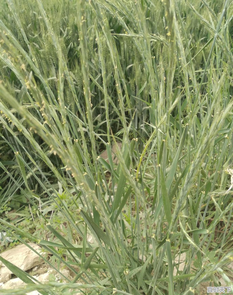 保定各县今日小麦价格行情表 - 真时天下