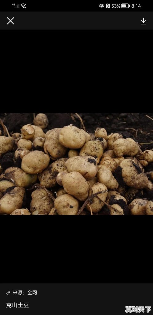 今年冬季土豆是什么行情 - 真时天下