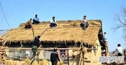 安徽五河今日毛猪价格行情 - 真时天下