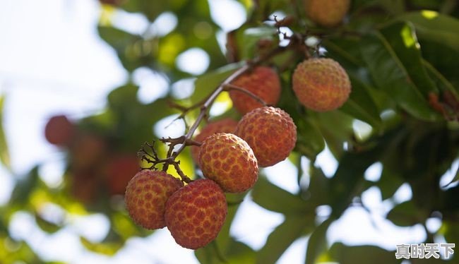 南宁市场荔枝价格有所下降,你实现“荔枝自由”了吗 - 真时天下
