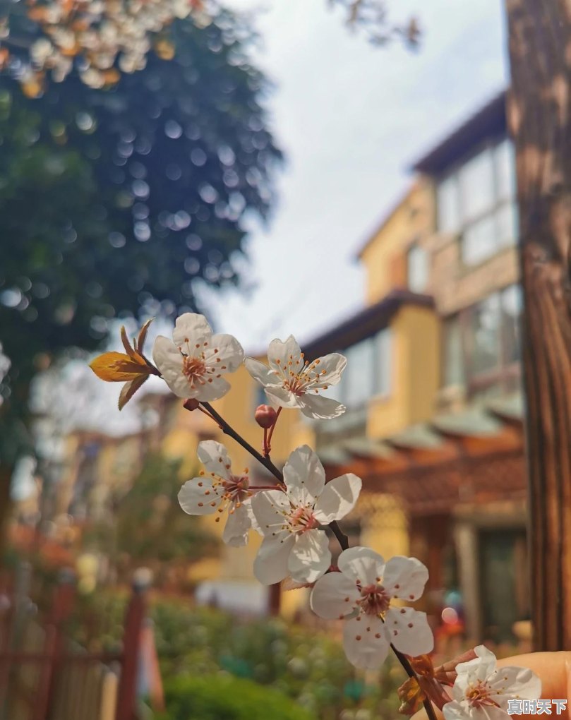 澧县的生活水平很高吗 - 真时天下