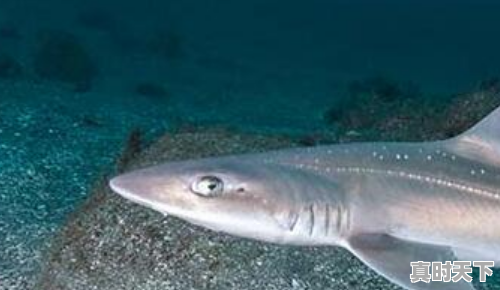 今日星鲨1星鲨鱼价格多少 - 真时天下