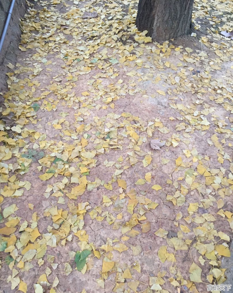 九江天气预报7天查询 - 真时天下