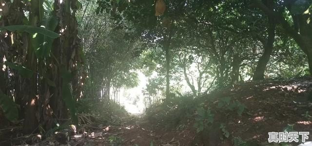 广西天等辣椒酱哪个品牌好 - 真时天下