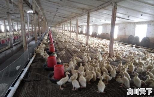 一只鸡今日价格走势图 - 真时天下