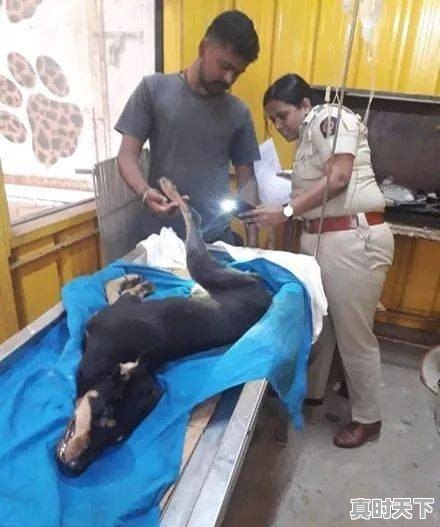 二手车裸车撞护栏怎么处理好 - 真时天下