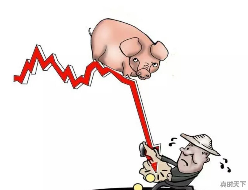 11月3号山西省再次发现疫情,对现在的生猪交易价格有所影响吗?你怎么看 - 真时天下