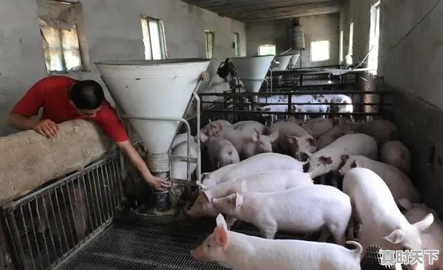 湖南省今日市场生猪价格表 - 真时天下