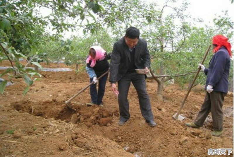 今日三元猪价格沛县 - 真时天下