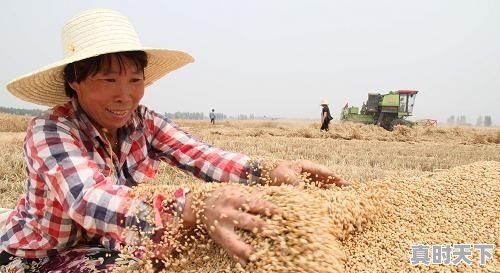 今日小麦价格行情河北邯郸最新 - 真时天下