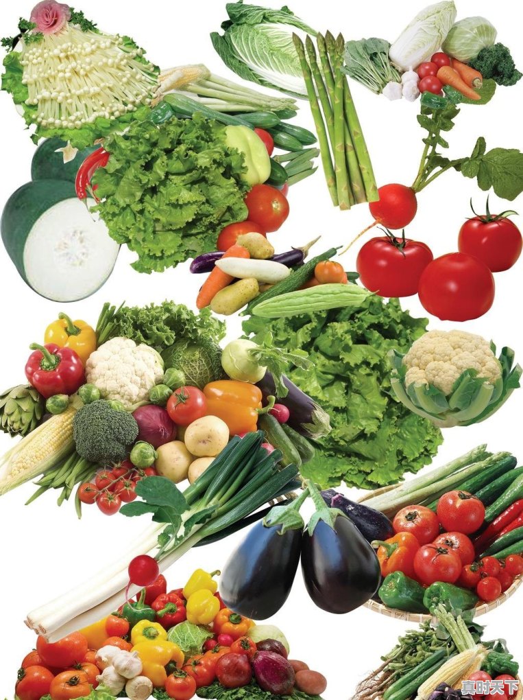 现在河南郑州地区种什么菜合适 - 真时天下