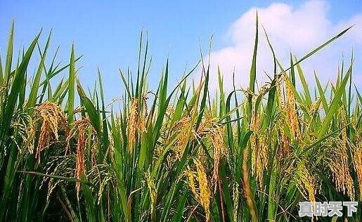 今日连云港稻谷价格走势图 - 真时天下