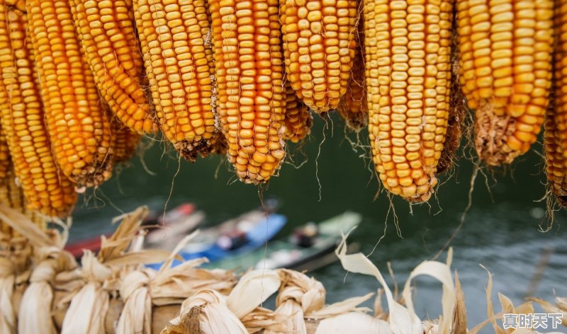 今日朝阳玉米价格多少钱 - 真时天下