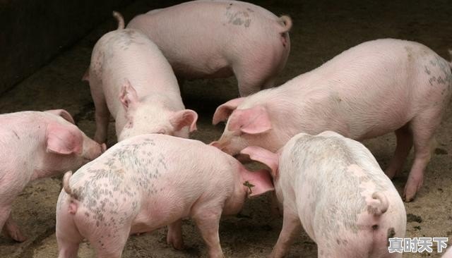 2021年11月份以后猪肉价格还会涨吗 - 真时天下