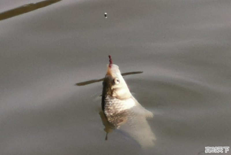 野钓袖钩好还是海夕钩好 - 真时天下