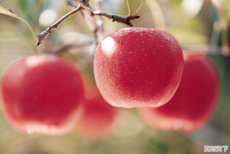 今年的水果价格为啥“唱高调”呢 - 真时天下